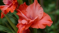 Gladiolus kukki myöhään, joten Da Latin puutarhurit juurivat kokonaisia ​​peltoja.
