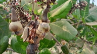 Usædvanligt vejr 'truer' cashewnøddehovedstaden i Dong Nai.