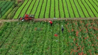 Hjerteskærende: En uopfyldt sæson med blomster.