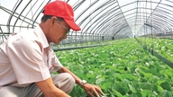 Până în 2030, provincia Tay Ninh își propune să atingă o suprafață totală cultivată de aproximativ 30.000 de hectare pentru toate tipurile de legume.