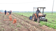 Os agricultores de Hongzhou tiveram uma colheita abundante de batatas.