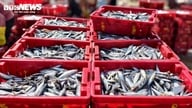 En rigelig fangst i starten af ​​året: Fiskere i Quang Ngai snupper millioner af dong i lommen efter blot én nat på havet.