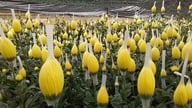 Hedelmien ja vihannesten vienti Japanin markkinoille saavutti ennätystason.