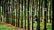 Vietnam Rubber Industry Group (GVR): 12.000 hektar gummiplantager ligger ubrugte, billioner af dong begravet i affald?