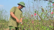 Ferskenblomstlandsbyerne Nhật Tân og kumquatlandsbyerne Tứ Liên summer af aktivitet i den nye sæson.