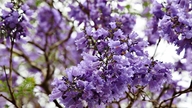 Da Lat zur Zeit der Jacaranda-Bäume – die Farben der Blüten kündigen den Wechsel der Jahreszeiten an.