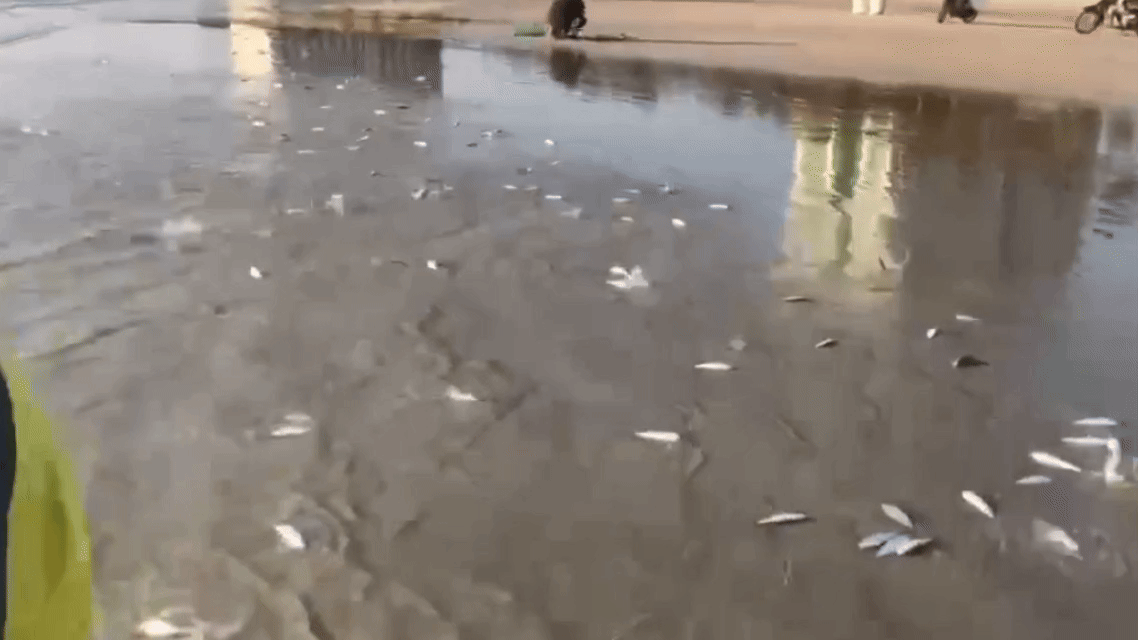 Sild, der skyller i land på Khanh Hoa-stranden, er et naturfænomen.