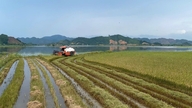 Butir beras yang manis dan harum dari sawah Cat Tien.