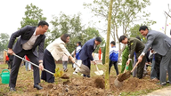 Thanh Son Forest Ranger Station proactively plants trees in early spring.