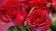 Il mercato dei fiori e dei regali è in fermento in vista della Giornata internazionale della donna, l'8 marzo.