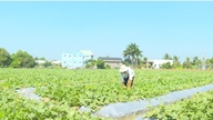 ពីដំណោះស្រាយរហូតដល់វិស័យកម្មវិធីបច្ចេកវិទ្យាខ្ពស់។
