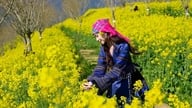 Sa Pa: Neste dia 8 de março, suba ao Fansipan para "caçar" nuvens, admirar flores e assistir ao espetáculo "Jornada ao Pico Sagrado".