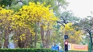 Hanoi: Jadual perjalanan separuh hari untuk merasai sepenuhnya musim mekar bunga crape myrtle, bauhinia dan loceng angin.