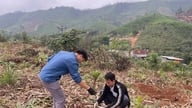 Ba Chẽ fremmer skovbrugsudvikling.