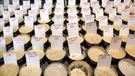Intia ohitti Kiinan ja nousi maailman suurimmaksi riisintuottajaksi.