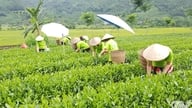 Thai Nguyen: Új teaültetvények és újratelepítések több mint 386 hektáron.