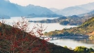 Son La: Ohnivá rudá barva květů kapoku rozpaluje rozlehlé lesy severozápadního Vietnamu.