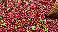Os preços mundiais do café subiram acentuadamente nas bolsas de valores.