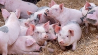 Svinekødspriser den 10. marts: Priserne falder til 60.000 VND/kg mange steder.