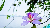 Pemandangan romantik apabila bunga bauhinia mekar dan mempamerkan keindahannya di sepanjang Tasik Barat.