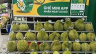 Die Durian-Sorte Ri6 erfreut sich angesichts des Mangels an Premiumprodukten auf dem Markt zunehmender Beliebtheit.
