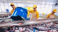 مع انخفاض المعروض من الأسماك البيضاء، أصبحت أسماك البانغاسيوس تتمتع بفرص أكبر للتصدير.