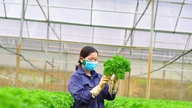 Saatgutproduktion zur Unterstützung der Umstrukturierung des Agrarsektors.