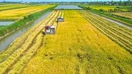 Nhớ mùa lúa chín