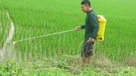 Hải Phòng cơ bản hoàn thành gieo cấy lúa xuân