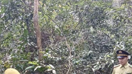 दुर्लभ मकाक बंदर को उसके प्राकृतिक आवास में वापस छोड़ना।