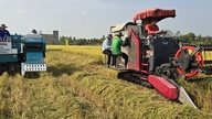 Công nghệ mới cho lúa chất lượng cao, phát thải thấp: Bước tiến cho 'Gạo Việt xanh'