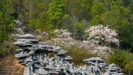 Die weißen Bauhinienblüten blühen in Dien Bien zur jeweiligen Jahreszeit.