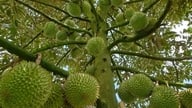 13 Mart itibariyle durian fiyatları: Premium Tayland durianı (A Sınıfı) kilogram başına 180.000 VND'ye ulaştı.