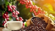 Kaffepriserne i dag, 15. marts: Robusta falder kraftigt med 170 dollars/ton, Arabica falder også kraftigt.