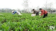 Les plantations de thé ouvrent la voie à la richesse.