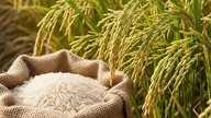 Las exportaciones de arroz en los dos primeros meses del año aumentaron ligeramente, alcanzando 1,27 millones de toneladas.