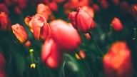 Tulipanfestivalen bidrager til at forfriske turistoplevelsen på Ba Den-bjerget.