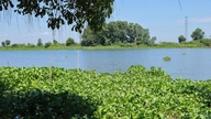 ບັນຫາຂອງຜັກກາດນ້ຳທີ່ລຸກລາມຂຶ້ນສູ່ໜ້ານ້ຳແມ່ນໍ້າຕ້ອງໄດ້ຮັບການແກ້ໄຂຢ່າງເດັດຂາດ.