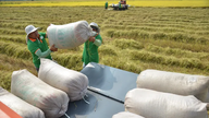 Reduce cost pressure and maintain the momentum of the rice market.
