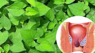 4 typer urter, der effektivt hjælper med at forbedre symptomer på hæmorider.