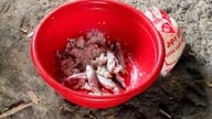 Risiko botulinum daripada ikan yang ditapai di Da Nang: Pihak berkuasa memperketatkan kawalan.