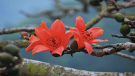 Beundre kapok-træets livlige røde blomster ved to hellige templer i kystbyen.