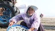 A heringfogási szezon több millió dongot hoz a Nghe An-i halászoknak.