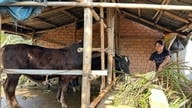जीवमंडल अभ्यारण्य के बफर जोन में हरित आजीविका।