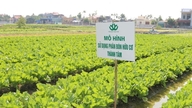 Agribank sælger Thanh Tam Fertilizer Companys gæld på 256 milliarder VND.