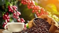 Kaffepriserne i dag, den 23. marts: En kraftig stigning på næsten 4% og nåede 94.000 VND/kg i det centrale højland.