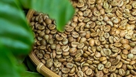 2026. február: A Japánba irányuló robusta kávéexport 63%-át teszi ki