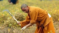 ព្រះសង្ឃសៅលីនក្លាយជាកសិករ។