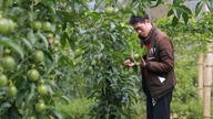 La pitahaya y la fruta de la pasión vietnamitas se enfrentan al riesgo de controles más estrictos por parte de la UE.
