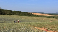Udvikling af landbrugskonsulenttjenester som et "løftestang" til at fremme bæredygtige landbrugsværdikæder.